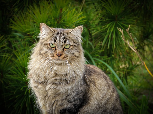 Sibirische Waldkatze-Züchter Schweiz