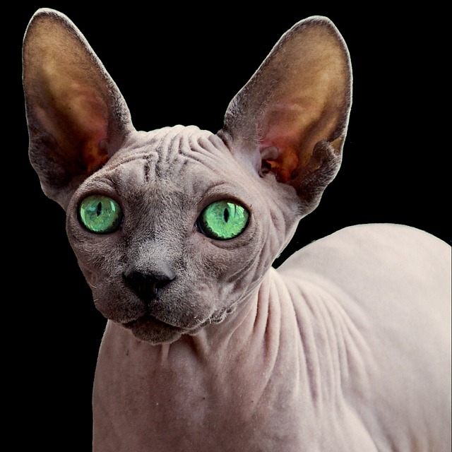 Sphynx Kaufen Schweiz