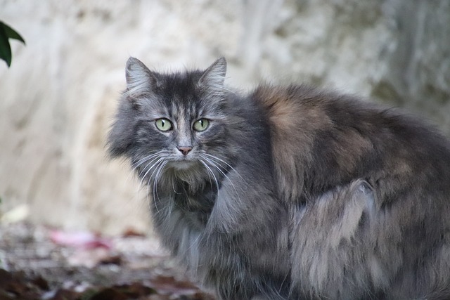 Türkisch Angora Kaufen Schweiz