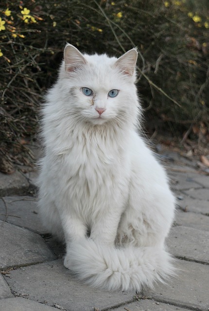 Türkisch Angora-Züchter Schweiz