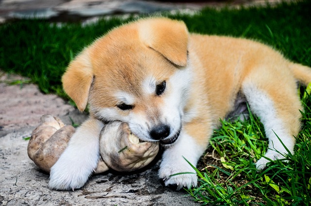 Akita Inu Kaufen Schweiz