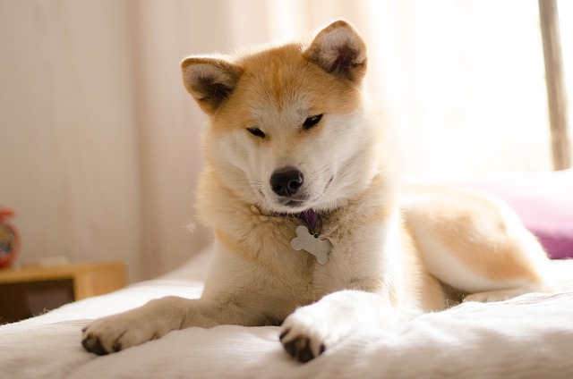 Akita Inu züchter Schweiz