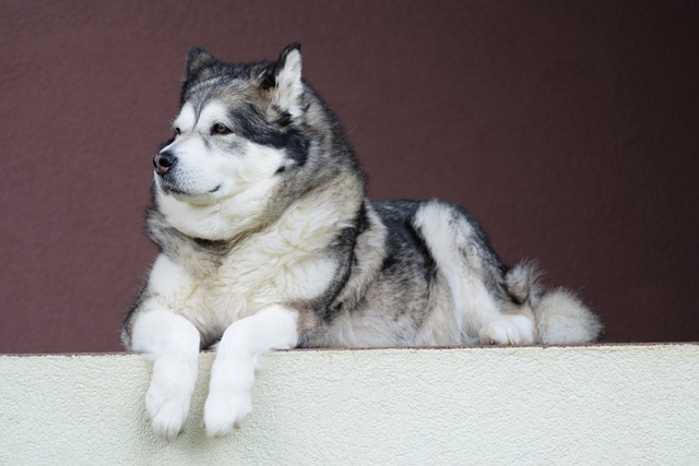 Alaskan Malamute Kaufen Schweiz