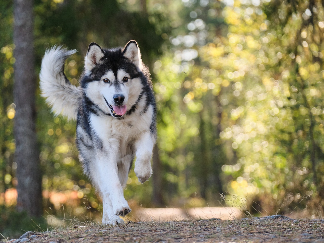 Alaskan Malamute züchter Schweiz