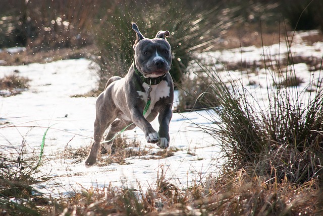 Amstaff Kaufen Schweiz