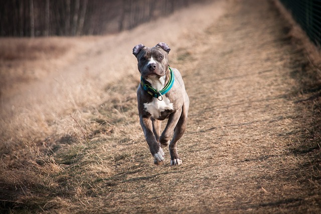 Amstaff züchter Schweiz