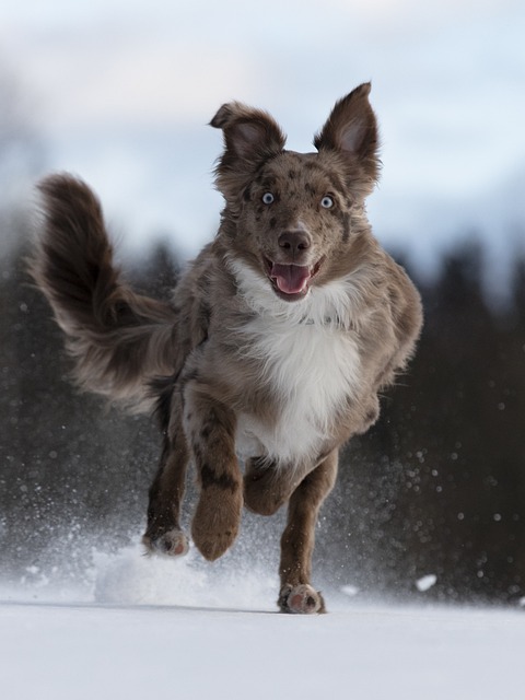 Australian ShepherdKaufen Schweiz