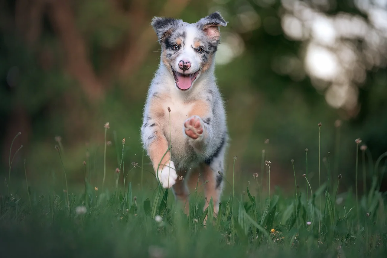 Australian Shepherdzüchter Schweiz