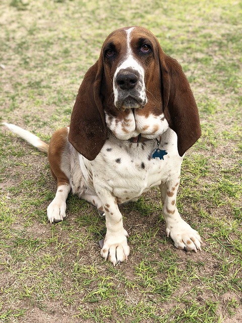 Basset Hound Kaufen Schweiz