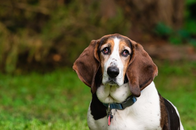 Basset Hound züchter Schweiz