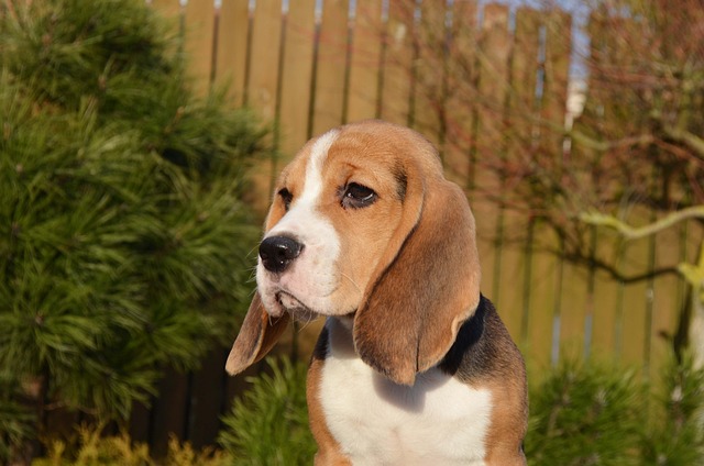 Beagle Kaufen Schweiz