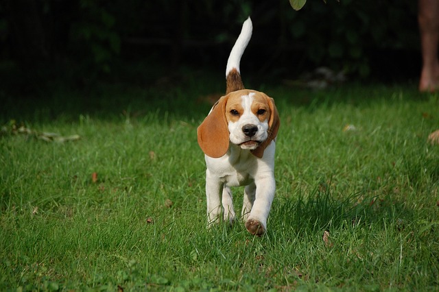 Beagle züchter Schweiz