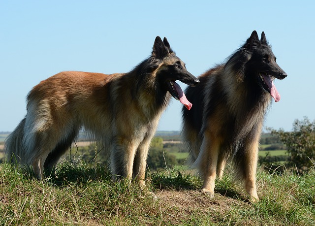 Belgischer Schäferhund Kaufen Schweiz