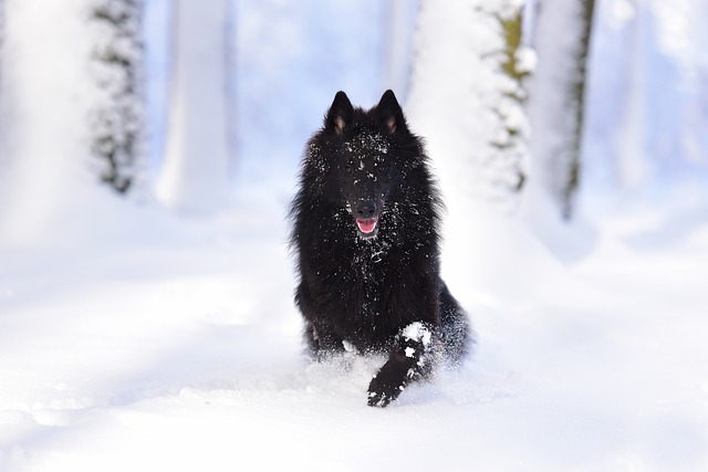 Belgischer Schäferhund züchter Schweiz