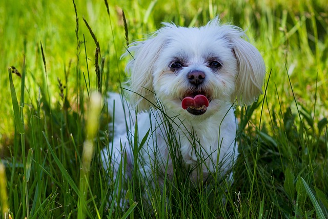 Bichon Frise Kaufen Schweiz