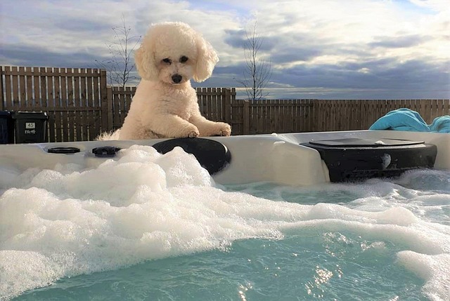 Bichon Frise züchter Schweiz