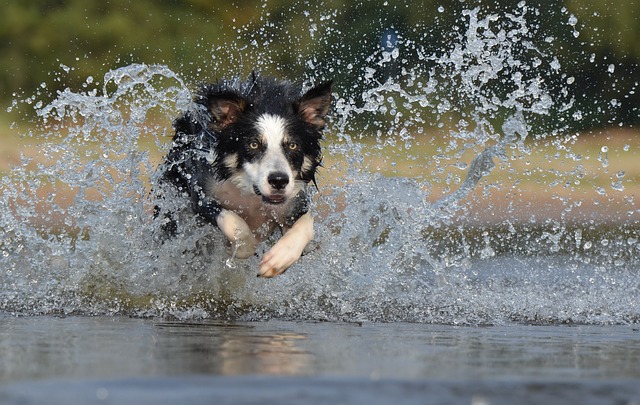 Border Collie Kaufen Schweiz