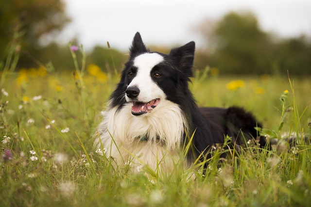 Border Collie züchter Schweiz