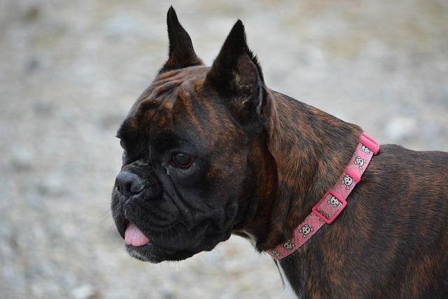 Boxer züchter Schweiz