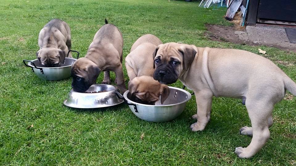 Bullmastiff Kaufen Schweiz