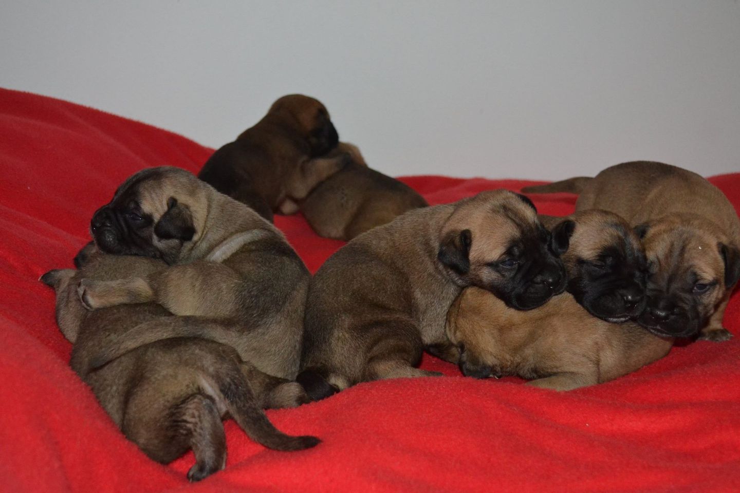 Bullmastiff züchter Schweiz