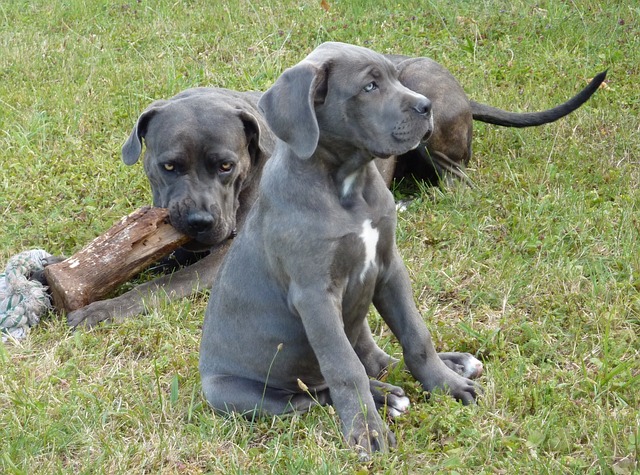 Cane Corso Kaufen Schweiz