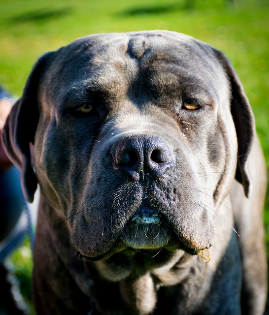 Cane Corso züchter Schweiz