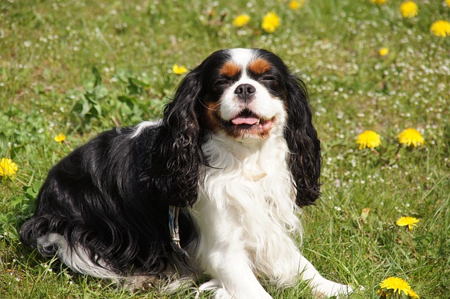 Cavalier King Charles Spaniel Kaufen Schweiz