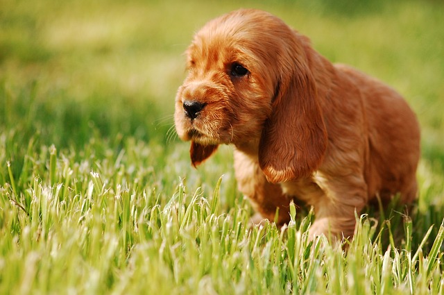 Cocker Spaniel Kaufen Schweiz