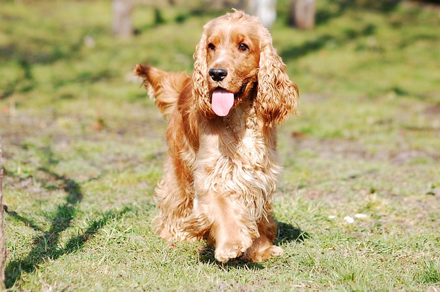 Cocker Spaniel züchter Schweiz