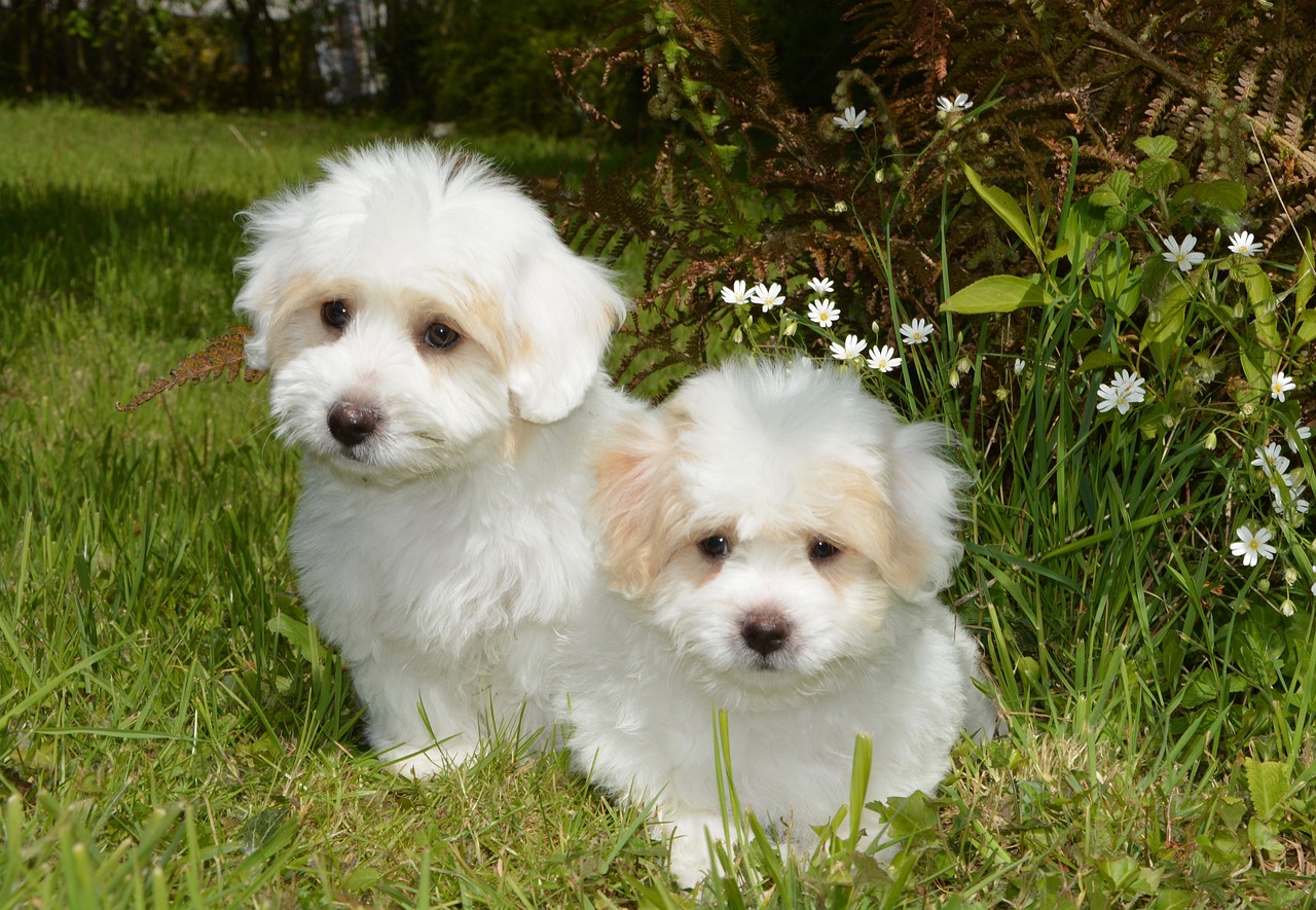 Coton de Tulear Kaufen Schweiz