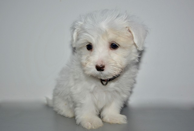 Coton de Tulear züchter Schweiz