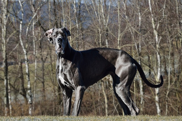 Deutsche Dogge Kaufen Schweiz