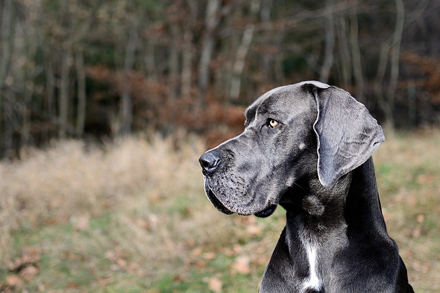 Deutsche Dogge züchter Schweiz