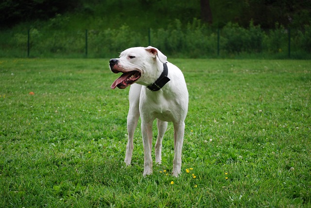 Dogo Argentino Kaufen Schweiz