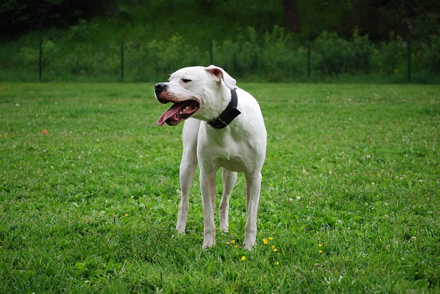 Dogo Argentino Kaufen Schweiz