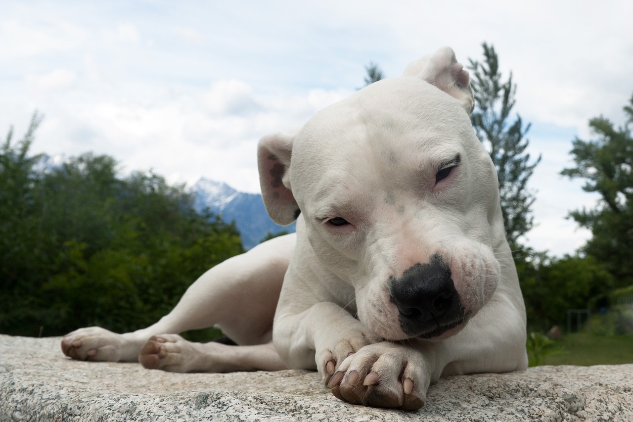 Dogo Argentino züchter Schweiz