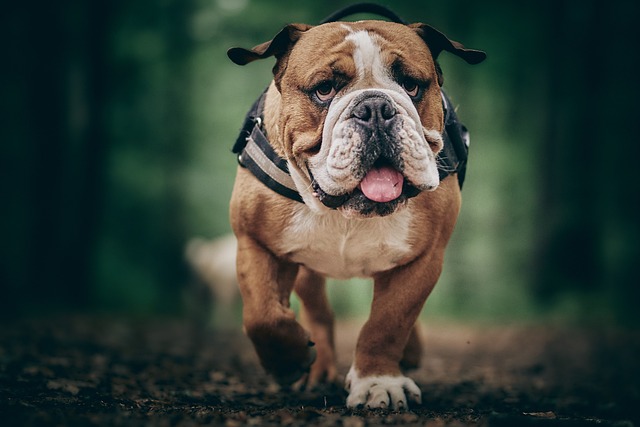 Englische Bulldogge Kaufen Schweiz