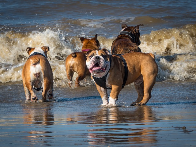 Englische Bulldogge züchter Schweiz