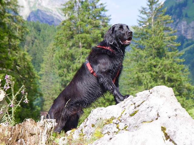 Flat Coated Retriever Kaufen Schweiz