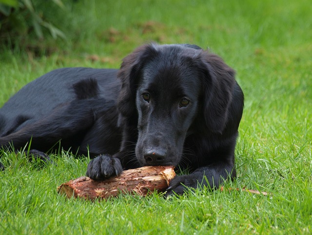 Flat Coated Retriever züchter Schweiz