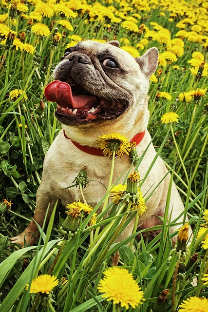 Französische Bulldogge Kaufen Schweiz