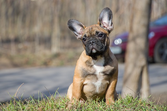 Französische Bulldogge züchter Schweiz