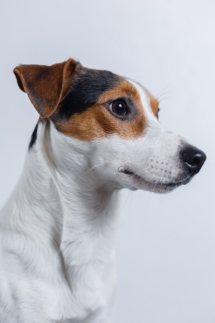 Jack Russell Terrier Kaufen Schweiz