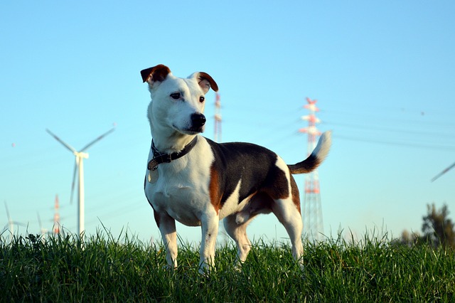 Jack Russell Terrier züchter Schweiz