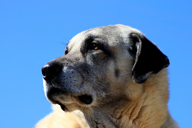 Kangal Kaufen Schweiz