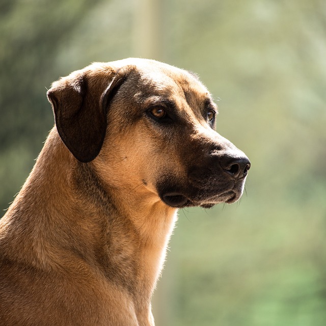 Kangal züchter Schweiz