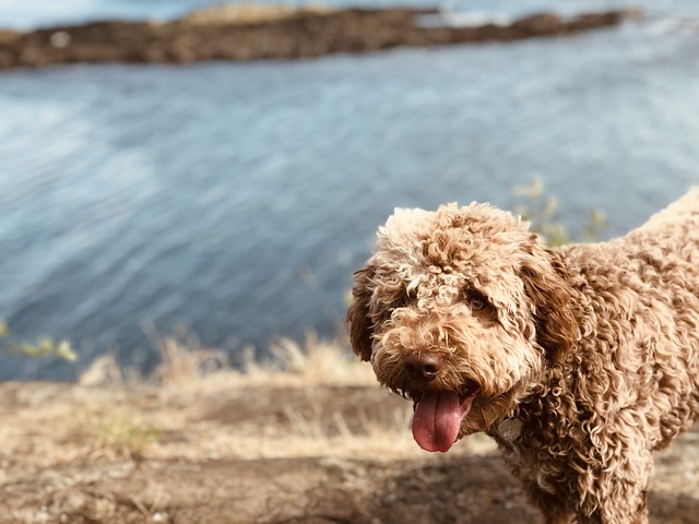 Lagotto Romagnolo Kaufen Schweiz