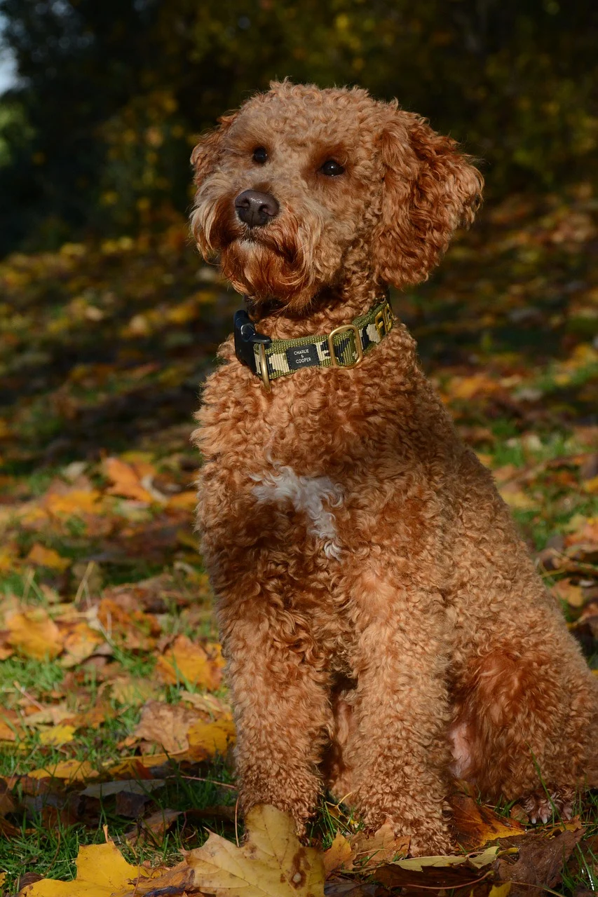 Lagotto Romagnolo züchter Schweiz