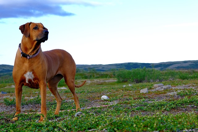 Rhodesian Ridgeback Kaufen Schweiz